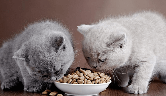 Как кормить здорового кота