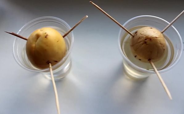 Як виростити авокадо з кісточки  : посадка кісточки в домашніх умовах