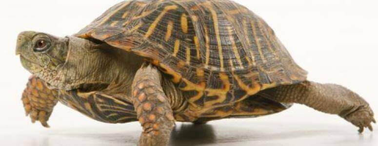 Бачити уві сні черепаху: що значить по сонником?