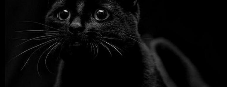 До чого сниться чорна кішка?