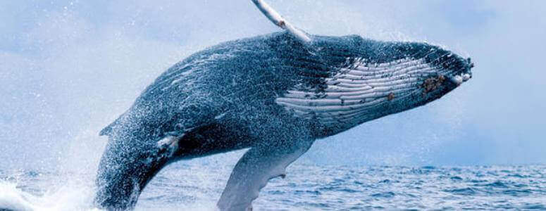 До чого сниться кит – тлумачення по 32 сонникам