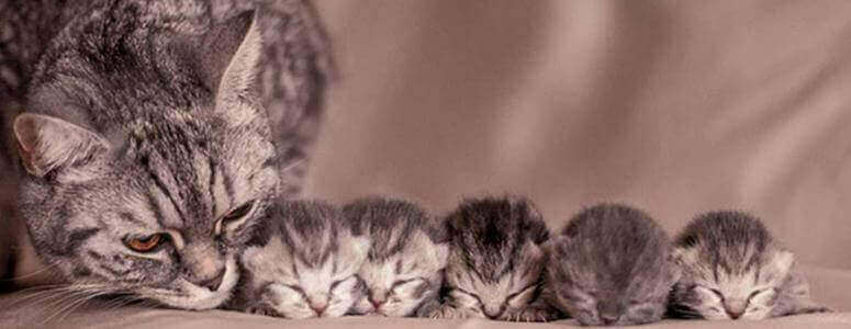 До чого сниться кішка з кошенятами?