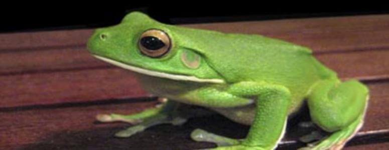 Сонник жаба: до чого сниться і що означає сон про жабу