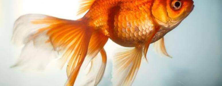 До чого сниться золота рибка?