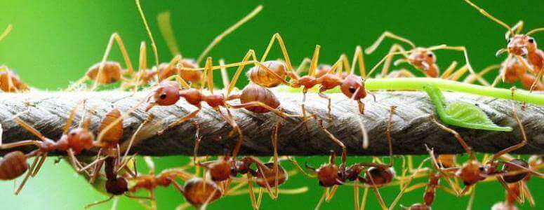 До чого сняться мурахи?