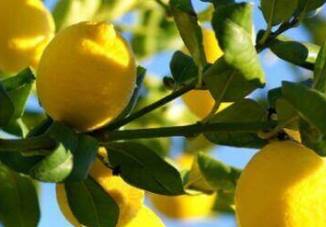 Лимон: лікувальні властивості