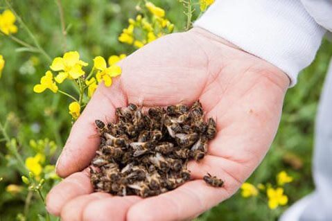 Бджолиний підмор: користь і шкода