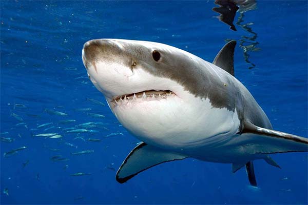 Сонник акула: до чого сниться і що означає сон про акулу