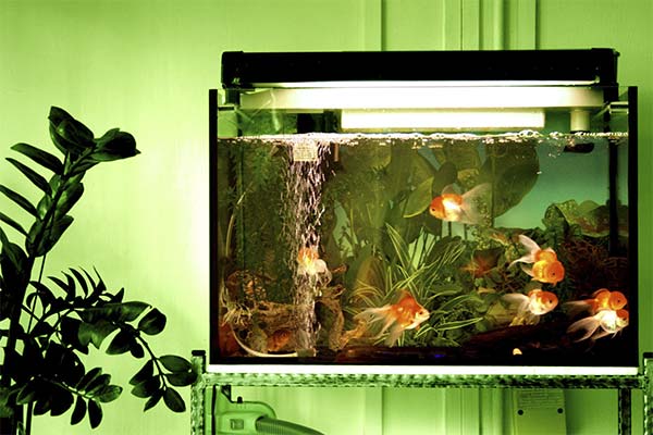 Сонник акваріум: до чого сниться і що означає сон про акваріум