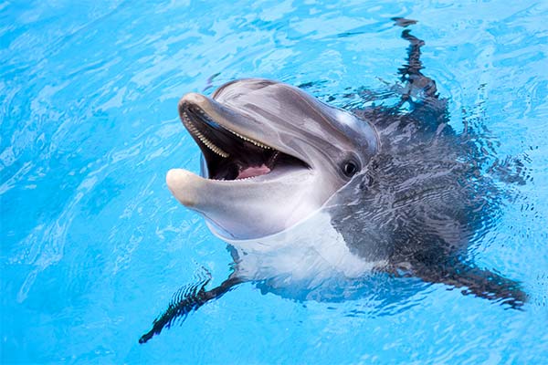 Сонник дельфіни: до чого сняться і що означають сни про дельфінів