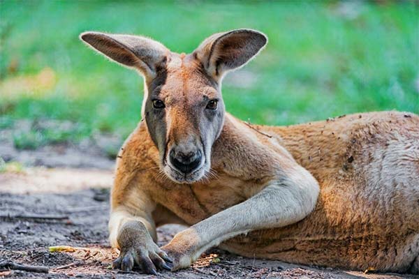 Сонник кенгуру: до чого сниться і що означає сон про кенгуру