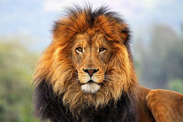 Сонник лев: до чого сниться і що означає сон про левів