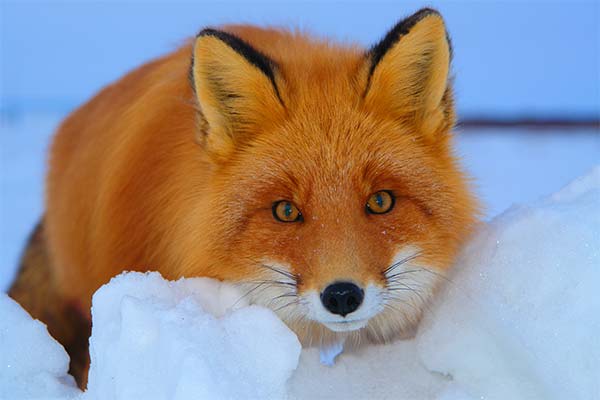Сонник лисиця: до чого сниться і що означає сон про лисицю