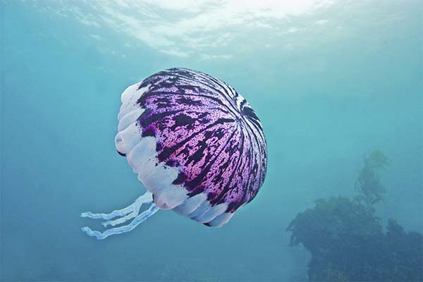 Сонник медуза: до чого сниться і що означає сон про медузу