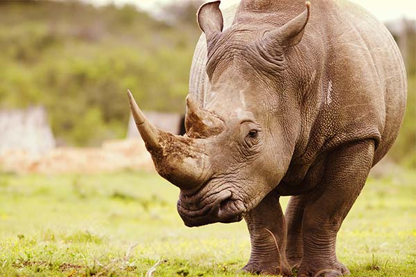 Сонник носоріг: до чого сниться і що означає сон про носорога
