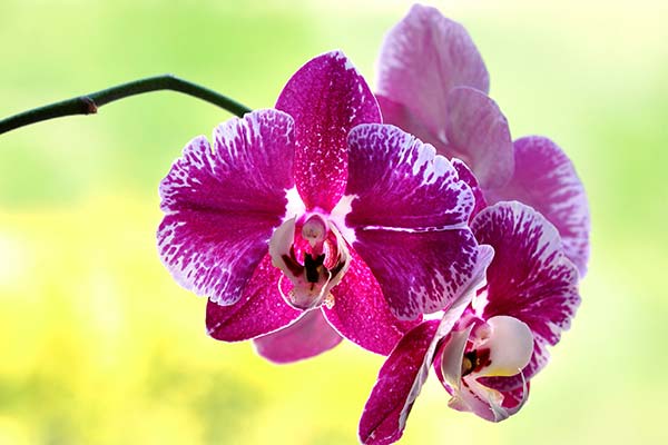 Сонник орхідея: до чого сниться і що означає сон про орхідею