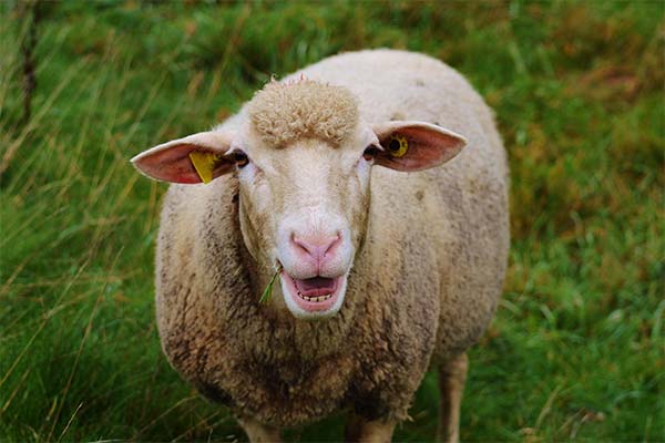 Сонник вівці: до чого сняться і що означають сни про овець