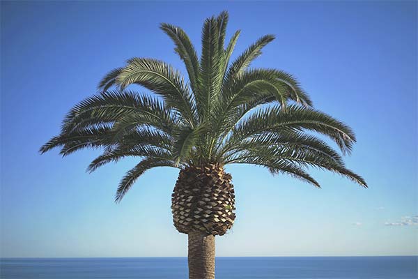 Сонник пальма: до чого сниться і що означає сон про пальму