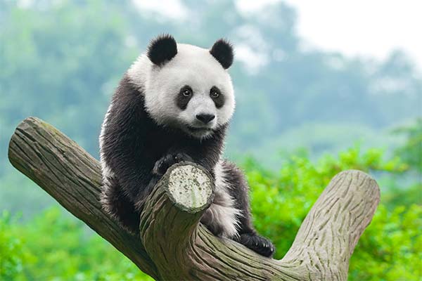 Сонник панда: до чого сниться і що означає сон про панду
