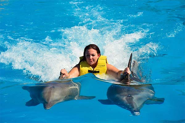 Сонник плавати з дельфінами: до чого сниться плавання з дельфінами