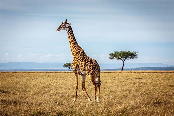 Сонник жираф: до чого сниться і що означає сон про жирафа