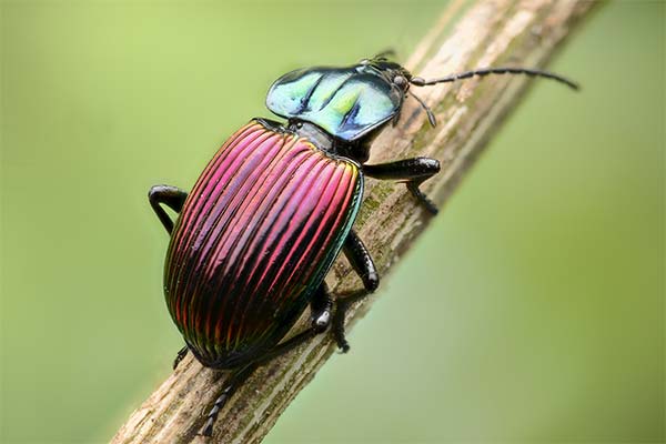Сонник жуки: до чого сняться і що означають сни про жуків
