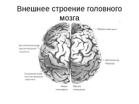 Головний мозок: будова і функції
