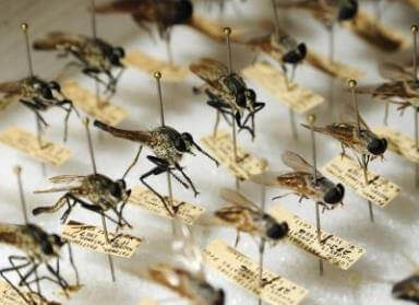 Як відрізнити малярійного комара від звичайного і від комара-довгоніжки