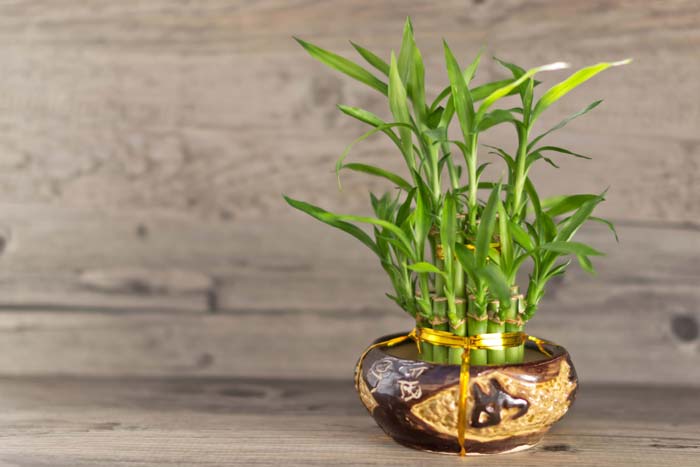 Прикмети та забобони про кімнатний бамбук, значення рослини у феншуй