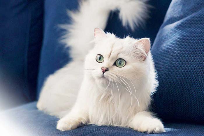 Біла кішка в домі: прикмети та повір’я, до чого перебігла дорогу