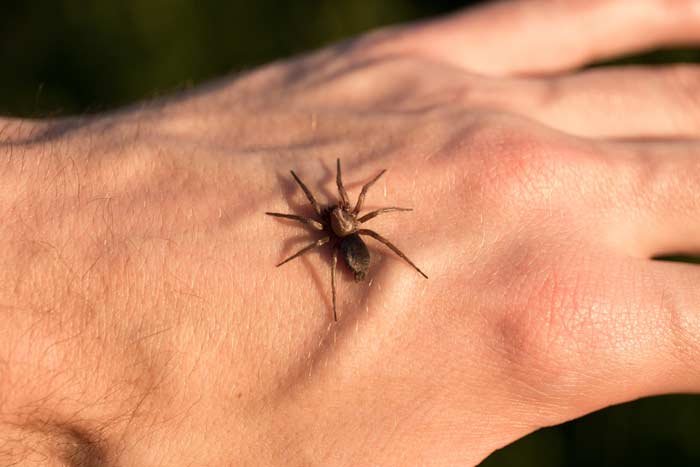 Прикмета: павук повзе по людині на руці, голові, по тілу, що означає побачити на собі